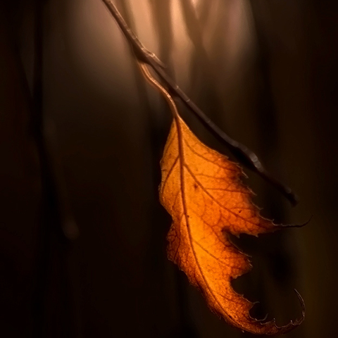 Herbst