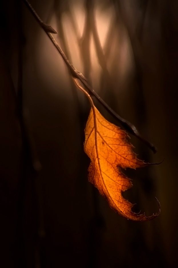 Herbst