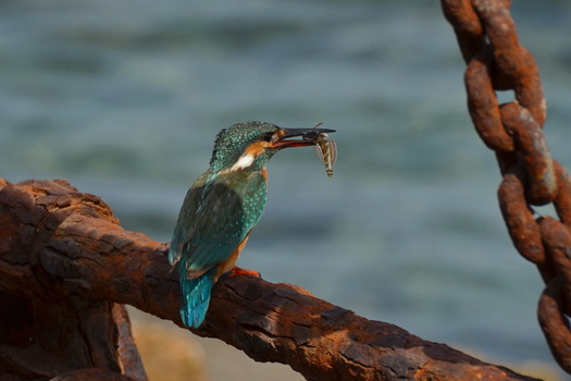 Kingfisher's supper