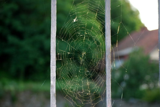 Web