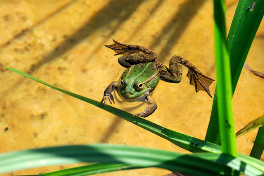 Teichfrosch