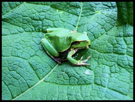 Green Frog