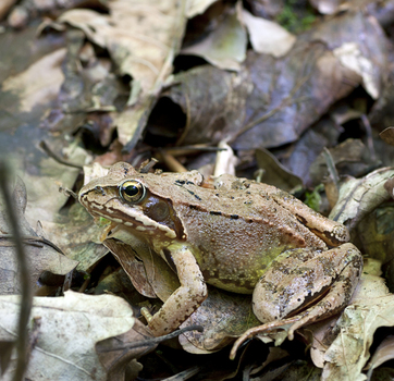 Quak, sagt der kleine Froschkönig