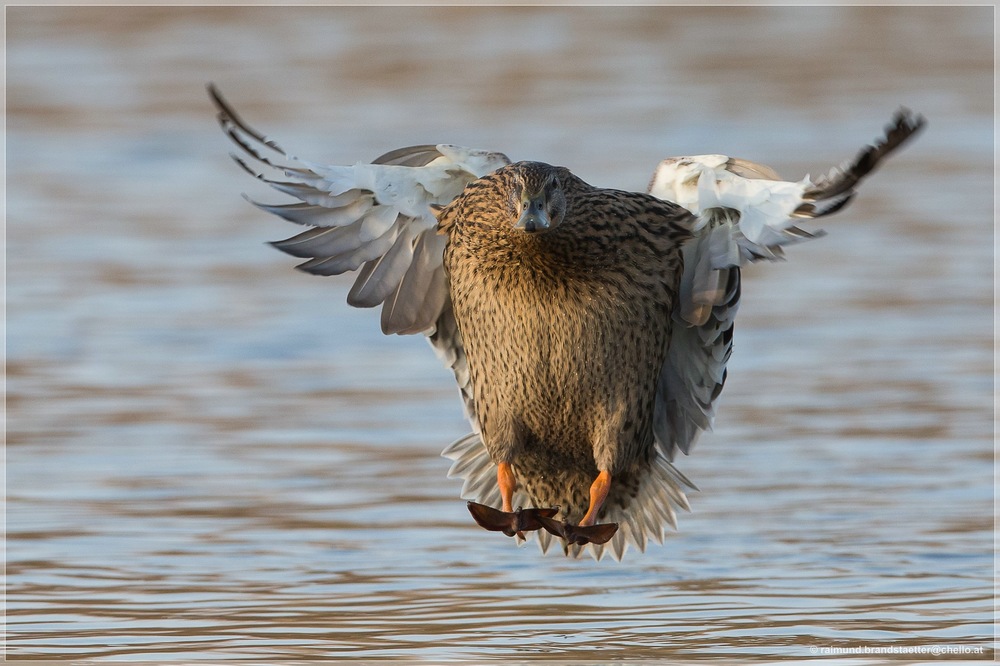 Landeanflug