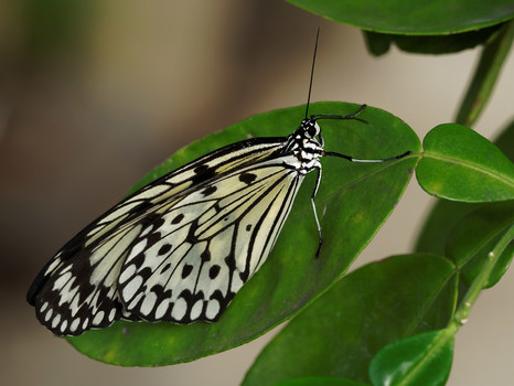 Schmetterling 3