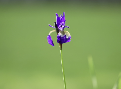 Iris in der Wiese