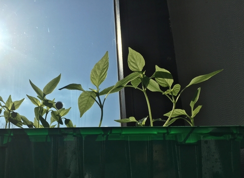 Die Paprika wachsen heran.....