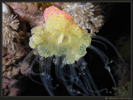 Beerenanemone