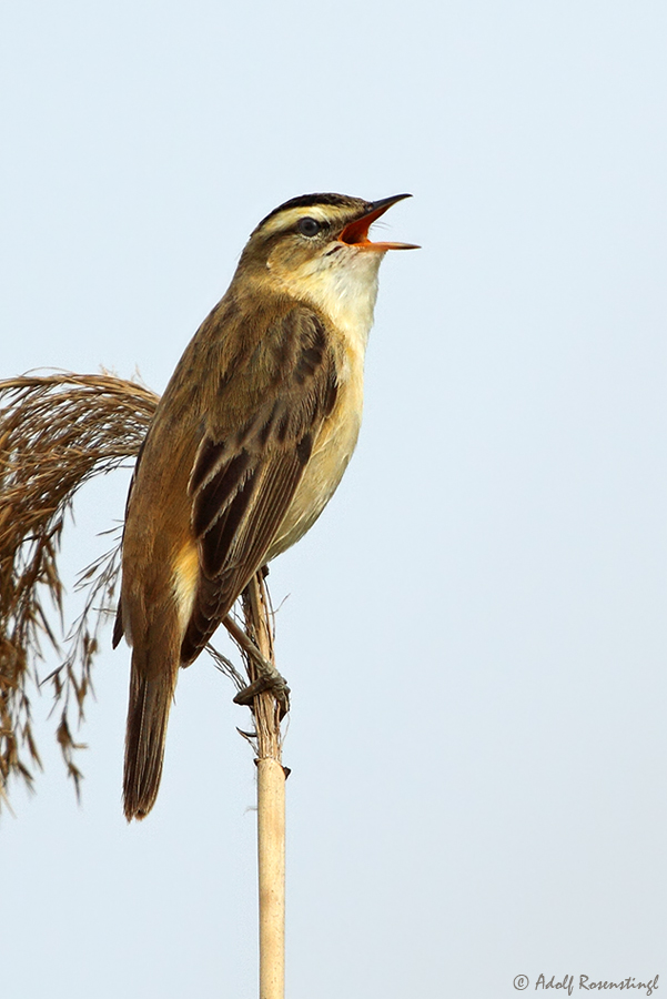 Schilfrohrsänger (Acrocephalus schoenobaenus)