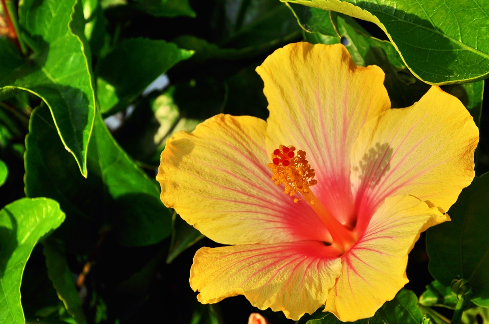 Hawaiianischer Hibiskus