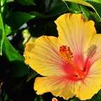 Hawaiianischer Hibiskus