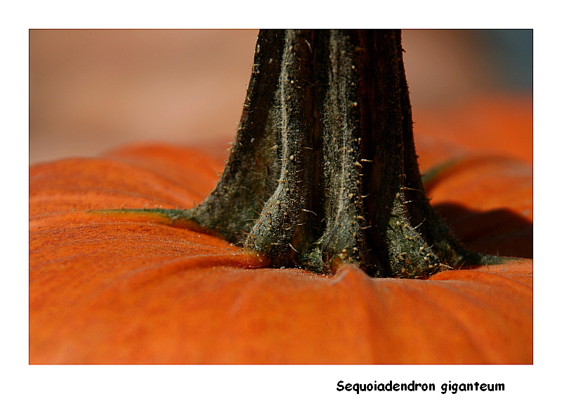 Sequoiadendron giganteum