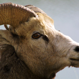 Bighorn Sheep Kanada