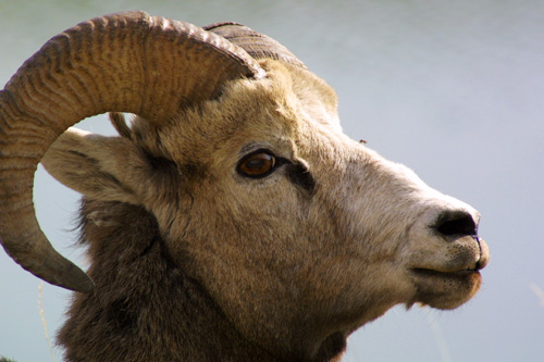 Bighorn Sheep Kanada