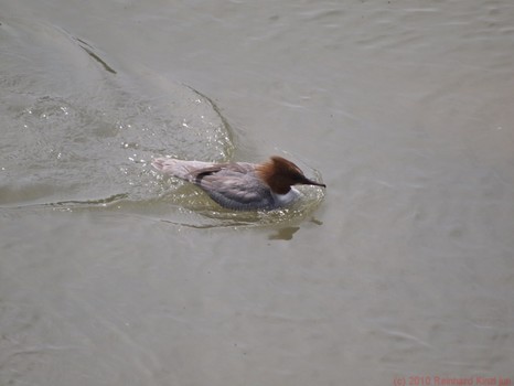 Gänsesäger Weibchen