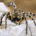Apulische Tarantel