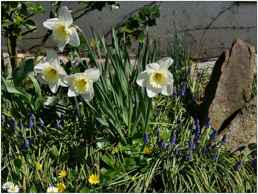 Blumenbeet im Frühling