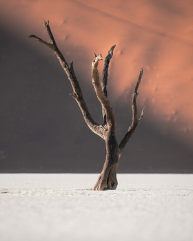 desert