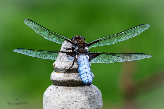 Libelle - Plattbauch