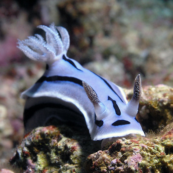 Prachtstern-Nacktschnecke