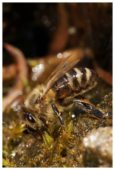 Biene beim Wasserholen
