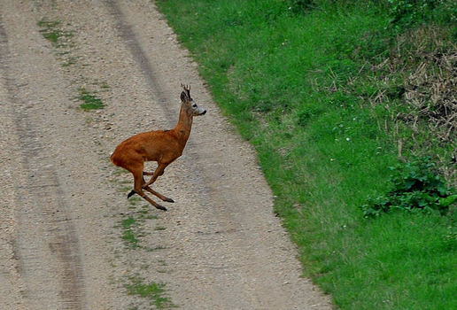 "Bambi" unterwegs