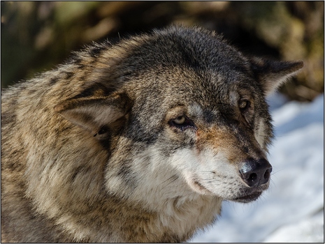 Wolf 2