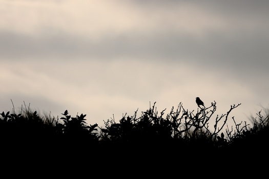 Abendsymphonie...