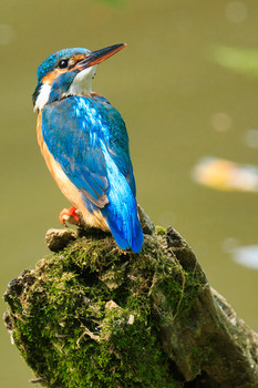 Eisvogel