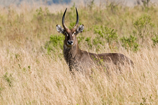 Afrika #10 - junger Wasserbock