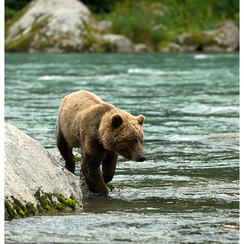 Grizzly