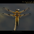 Libelle