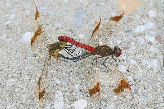 Libellen- buntes Treiben