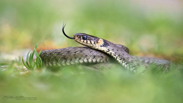 Natrix Natrix