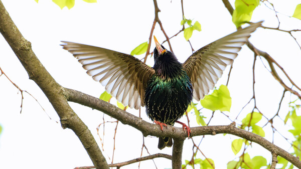 Star beim Balzgesang