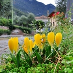 Herbst-Goldbecher
