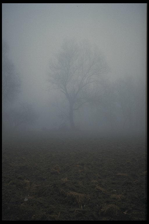 Beautiful fog