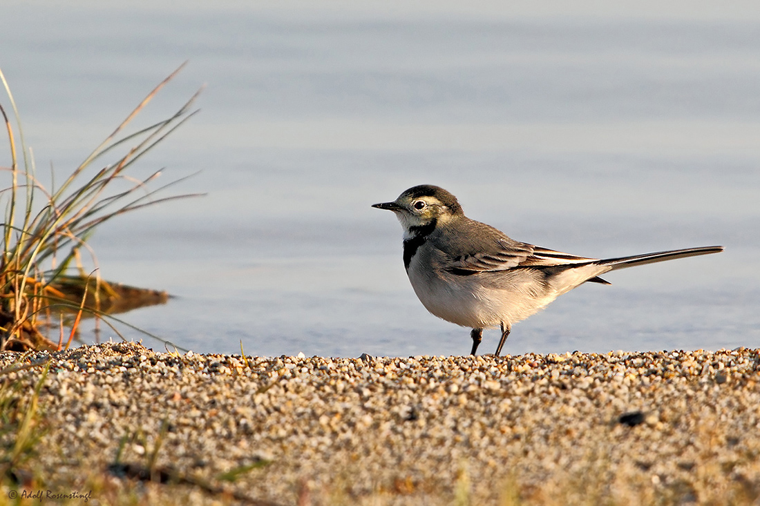 Bachstelze (Motacilla alba)