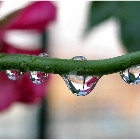 Sommerregen