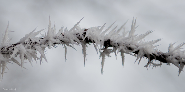Eisblume