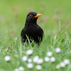 Amsel