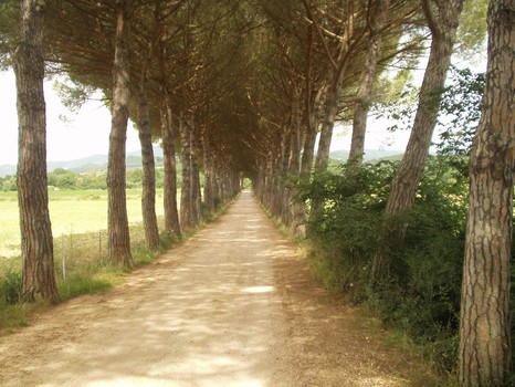 Allee