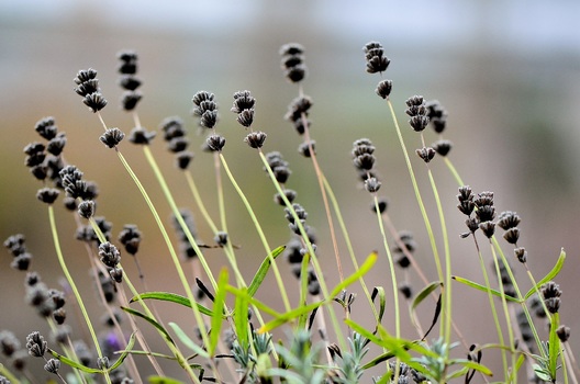 Lavendel im Herbst