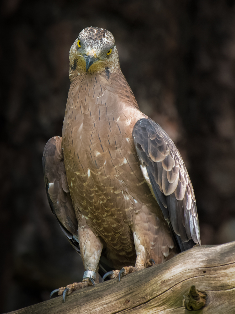 Wespenbussard