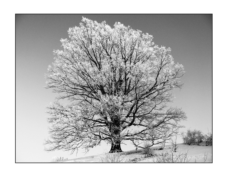 Der Baum