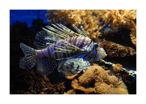Feuerfisch