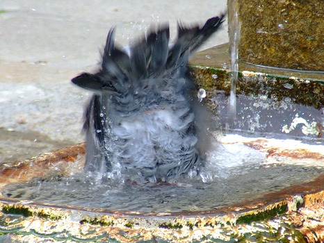 Badetaube