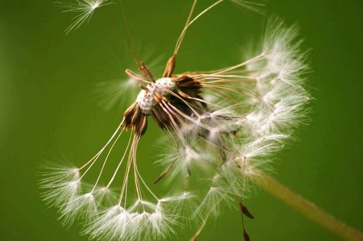 fliegt und vermehret euch !