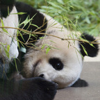 Panda-"knuffeln"