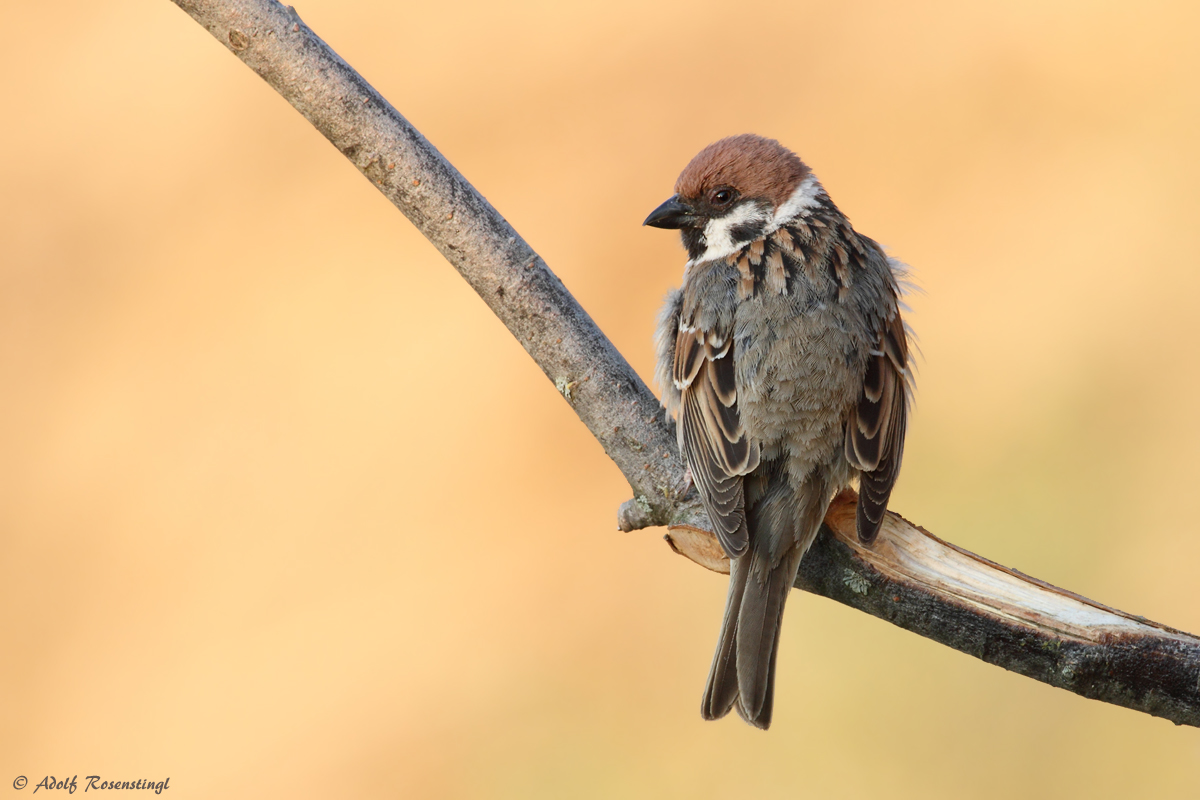 Nur ein junger Feldsperling (Passer montanus)